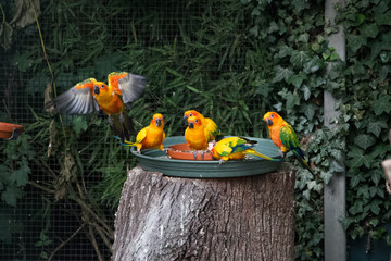 Groupe de conures soleil en train de manger