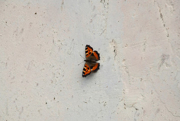 Fototapeta na wymiar Black and orange butterfly on a gray rough wall