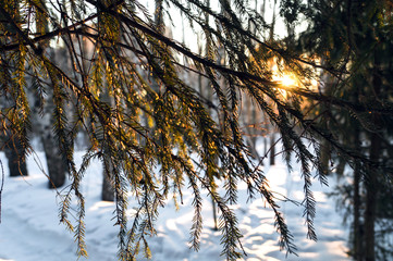 Pine branch in snow. Winter sunset in the forest.