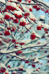  rowan covered with the snow