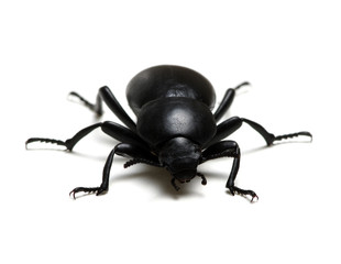 black beetle on white