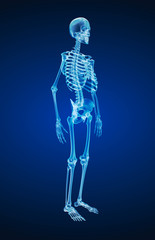 Human skeleton, xray view. Medically accurate 3d illustration .