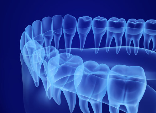 Mouth gum and teeth xray view. Medically accurate tooth 3D illustration