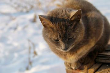 Portrait of grey cat against white snow