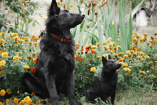 Dog Schipperke