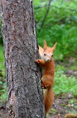 Naklejka na ściany i meble Little red squirrel climbing up tree in rain, suddenly saw something and become interested. She clutched long claws into bark of old pine tree trunk and looking in wrong direction. 
