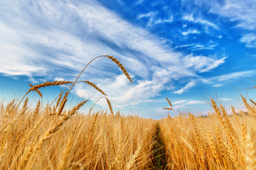 Obraz premium Wheat ears and cloudy sky