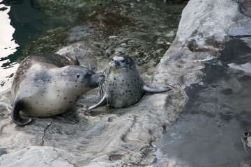 Bébé phoque et sa mère