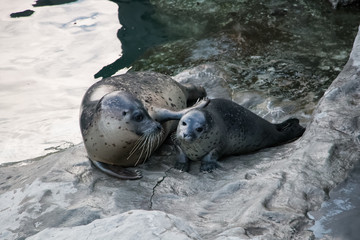 Bébé phoque et sa mère