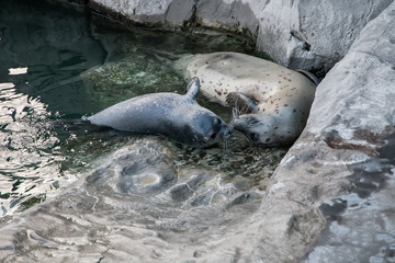 Bébé phoque et sa mère