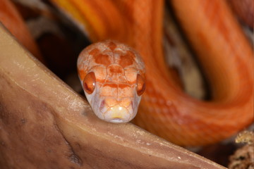 Kornnatter