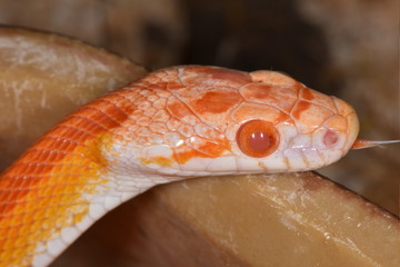 Kornnatter