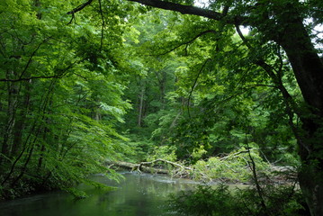 Fototapeta na wymiar Towada Oirase streams