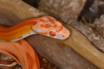 Kornnatter