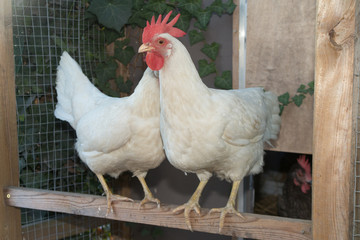 In a henhouse the chickens are perched