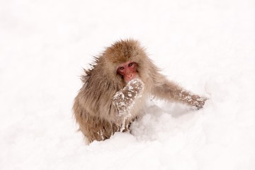 Snow Monkey (Macaca fuscata) eating in Nagano, Japan