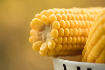 Boiled corn on a plate