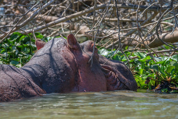 Fototapeta premium Close-up of hippo or Hippopotamus amphibius