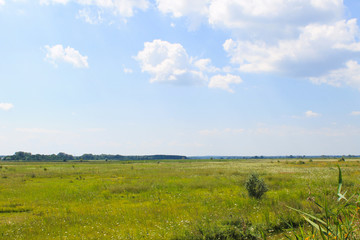 Wide meadow and blue sky. Summer landscape