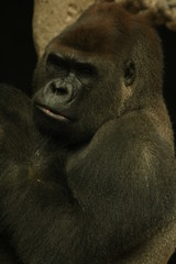 Big gorilla