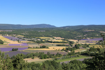 lavender fields in Provence France