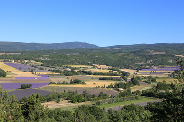 Fototapeta na wymiar lavender fields in Provence France