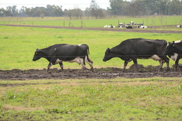 vacunos raza holando