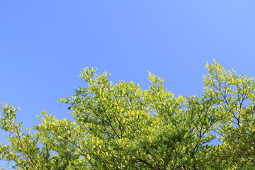 Fototapeta na wymiar Green leaf and blue sky