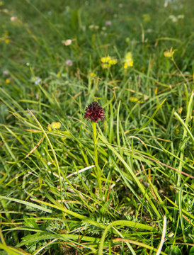 Isolated nigritella flower