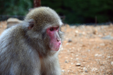 Macaque monkey in Japan
