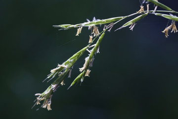 Ausdauerndes Weidelgras