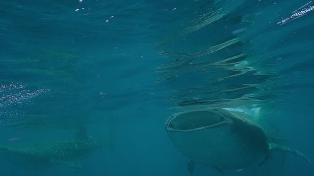 Two Whale Sharks (Rhincodon typus) and a snorkelers, Isla Mujeres, Mexico, Sep 2016