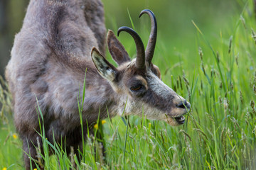 portrait of chamois browsing (Rupicapra rupicapra)