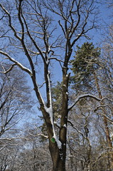 Top of group trees covered with  snow in winter freeze forest, Sofia, Bulgaria 