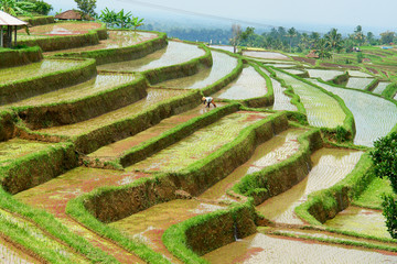 View of rice fields on the Indonesian island Bali
