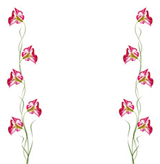 Fototapeta na wymiar Desert Rose flowers isolated on white background