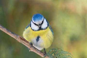 tit on a branch