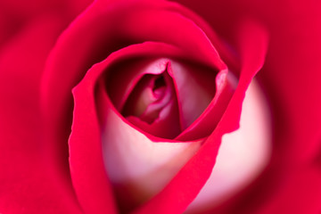 Red Rose