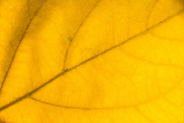 Close up yellow leaf detail abstract texture background