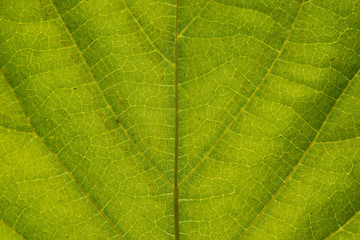 Close up Green leaf detail abstract texture background