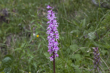 Geflecktes Knabenkraut