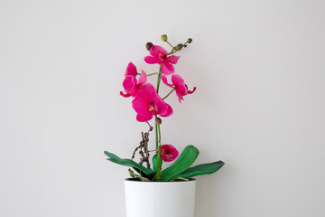 Beautiful pink flower on a white background