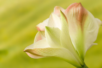 Amaryllis in spring