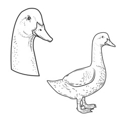 Set of goose icons isolated on white background. Design elements