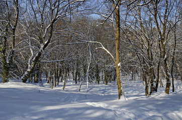 Obraz premium Magnetic winter scene of forest covered with new snow in park, Sofia, Bulgaria