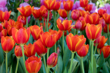 coloful tulip flower background