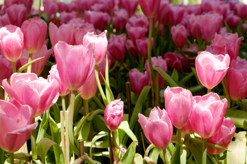 coloful tulip flower background