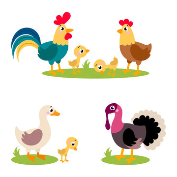 Set of popular colorful vector farm birds. Cute farm birds: rooster, hen, chicken, duck, goose, duck, turkey. Vector hand drawn clip art illustration isolated on white background.