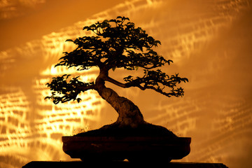 Silhouette Bonsai trees on pot and yellow fabric background
