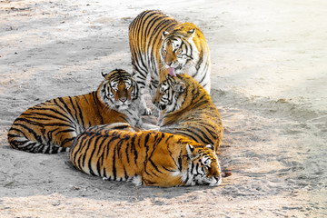 Fototapeta premium Tigers on the road.
